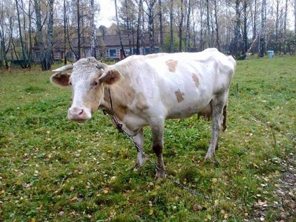 Есть ли жизнь в деревне? 11 причин, почему нужно отказаться от переезда в частный сектор Есть ли жизнь в деревне? 11 причин, почему нужно отказаться от переезда в частный сектор