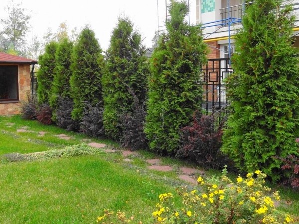 Живая изгородь из туи брабант: актуальная и практичная красота Живая изгородь из туи брабант: актуальная и практичная красота