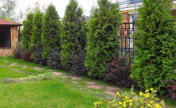 Живая изгородь из туи брабант: актуальная и практичная красота Живая изгородь из туи брабант: актуальная и практичная красота