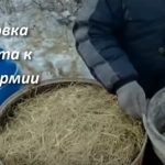 Выращивание грибов в домашних условиях: главные особенности и инструкция для новичков