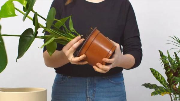Когда можно пересаживать комнатные цветы: что подготовить и как выбрать время Когда можно пересаживать комнатные цветы: что подготовить и как выбрать время